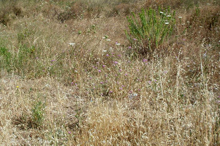 Terrenoincolto.jpg